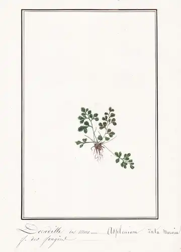 Doradille des murs = Asplenium Luta Muraria - Botanik botany / Blume flower / Pflanze plant