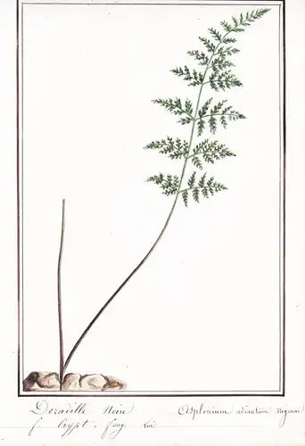 Doradille noire = Asplenium adiantum nigrum - Botanik botany / Blume flower / Pflanze plant