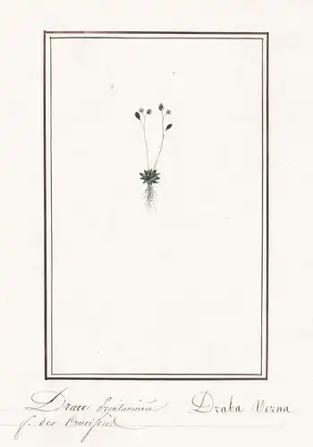 Drave Printannicere / Draba Verna - Frühlings-Hungerblümchen whitlowgrass / Botanik botany / Blume flower / Pf