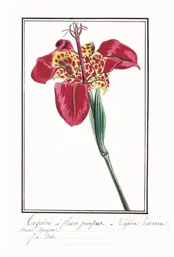 Tigridie a fleurs pourpres = Tigridia pavonia - Tigerlilie / Botanik botany / Blume flower / Pflanze plant