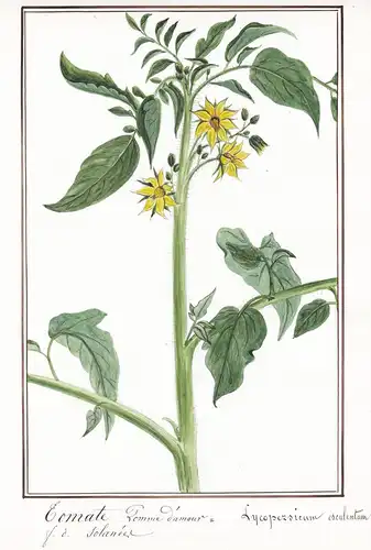 Tomate Pomme d'amour = Lycopersicum esculentum - Tomato / Botanik botany / Blume flower / Pflanze plant
