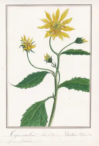 Topinambour soire de terre = Helianthus tuberosus - Topinambur Jerusalem artichoke / Botanik botany / Blume fl