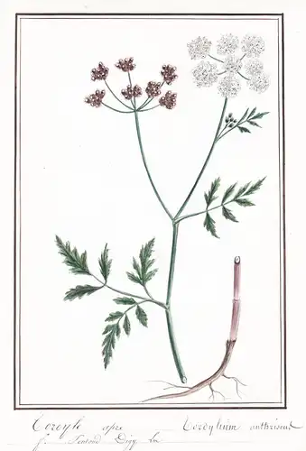 Tordyle apre = Tordyllium anthriscus - Botanik botany / Blume flower / Pflanze plant