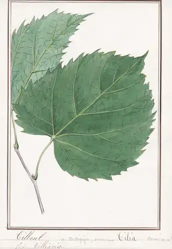 Tilleul du Missi[si]pipe, americana = Tilia americana - Amerikanische Linde / Botanik botany / Blume flower /