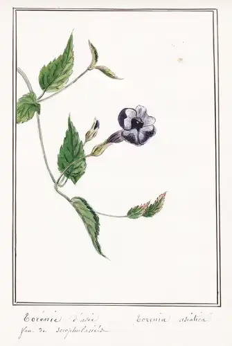 Torenie d'Asie / Torenia asiatica - Botanik botany / Blume flower / Pflanze plant