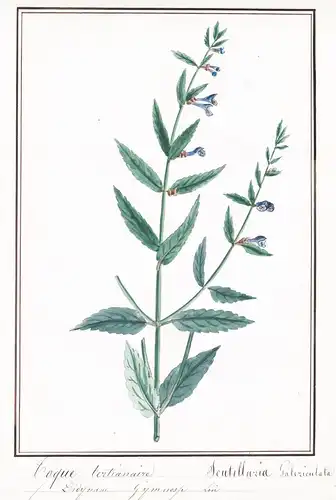 Toque tertianaire = Scutellaria Galericulata - Sumpf-Helmkraut skullcap / Botanik botany / Blume flower / Pfla