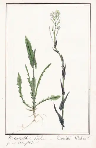 Tourette glabre / Turritis glabra - tower rockcress Turmkraut / Botanik botany / Blume flower / Pflanze plant