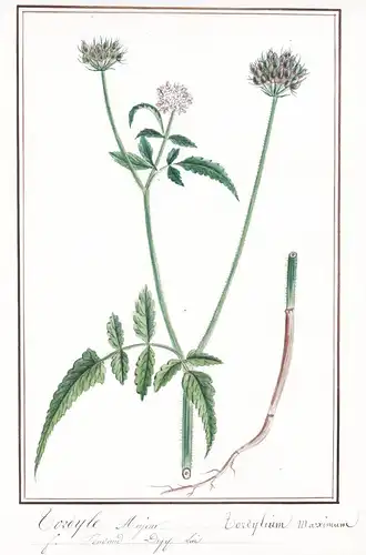 Tordyle majeur = Tordyllium Maximum - Botanik botany / Blume flower / Pflanze plant