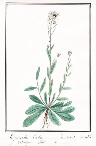 Tourette velue / Turritis hirsuta - Botanik botany / Blume flower / Pflanze plant