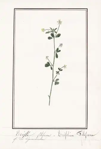 Treffle filiforme / Trifolium filiforme - Klee clover / Botanik botany / Blume flower / Pflanze plant