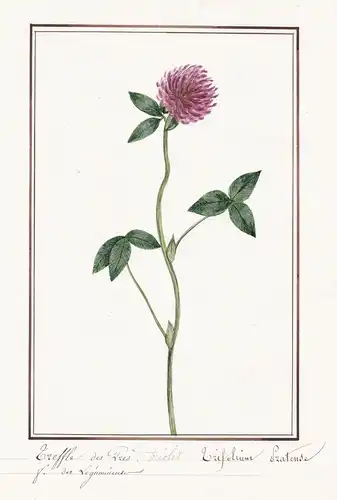 Treffle des Pres. triolet / Trifolium pratense - Klee clover /  Botanik botany / Blume flower / Pflanze plant