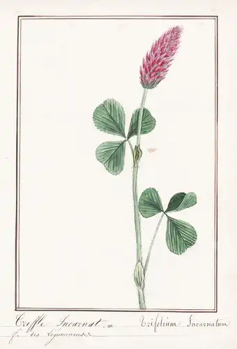 Treffle incarnat / Trifolium incarnatum - Klee clover /  Botanik botany / Blume flower / Pflanze plant