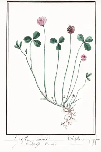 Treffle fraisier / Trifolium fragiferium - Klee clover /  Botanik botany / Blume flower / Pflanze plant