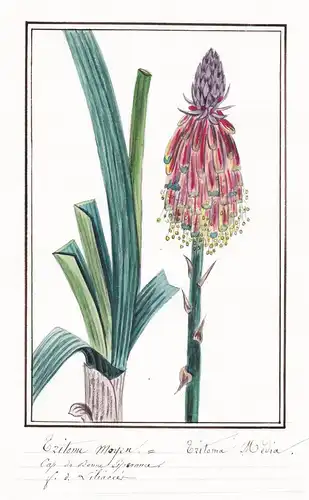 Tritome moyen = Tritoma media - Fackellilien Kniphofia / Botanik botany / Blume flower / Pflanze plant