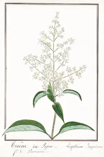 Troene du Japon = Ligustrum japonicum - Botanik botany / Blume flower / Pflanze plant