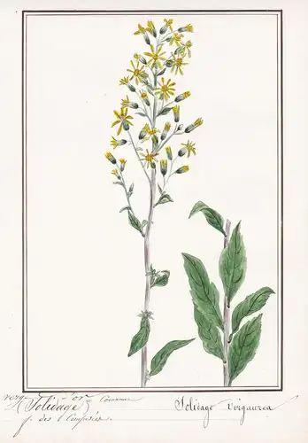 Verge d'Or (Solidago) = Solidago virgauzea - Botanik botany / Blume flower / Pflanze plant