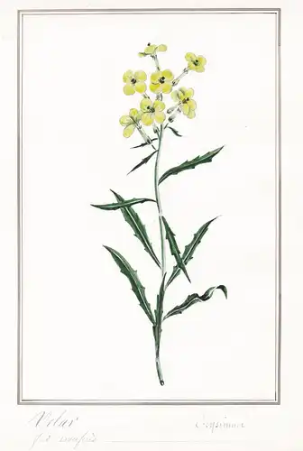 Velar / Erysimum - Botanik botany / Blume flower / Pflanze plant