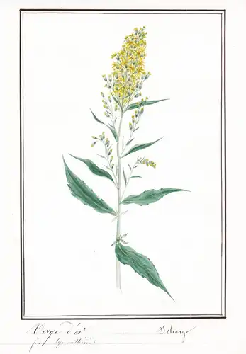 Verge d'Or / Solidago - Botanik botany / Blume flower / Pflanze plant