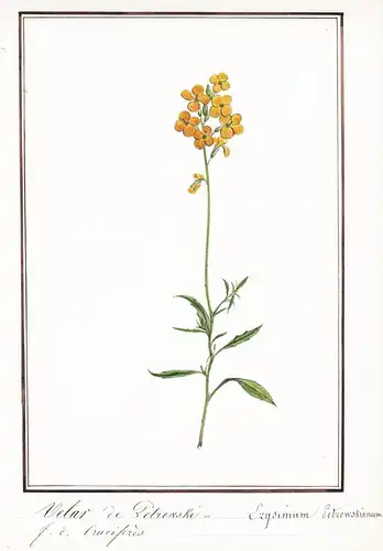 Velar de Petrowski / Erysimum Petrowskianum - Botanik botany / Blume flower / Pflanze plant
