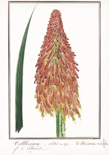 Veltheimia, aletris du Cap / Veltheimia veridifolia - Botanik botany / Blume flower / Pflanze plant