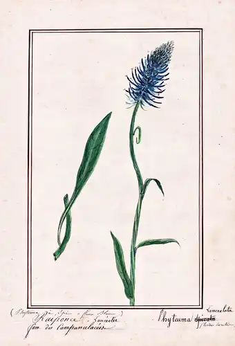 Raiponce, Lanceolée = Phyteuma lanceolata - Ährige Teufelskralle spiked rampion / Botanik botany / Blume flowe