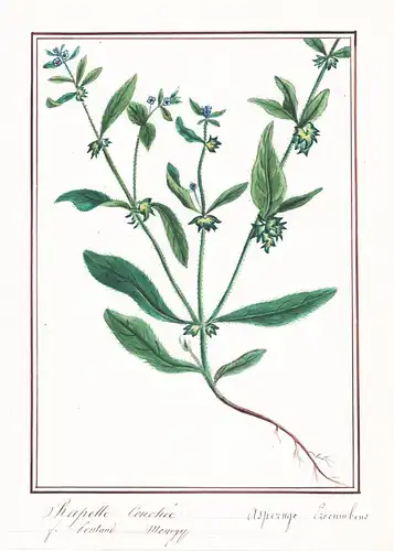 Rapette couchee = Asperugo Procumbens - Scharfkraut madwort / Botanik botany / Blume flower / Pflanze plant