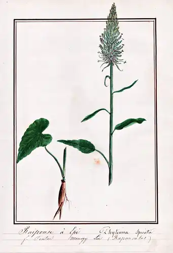 Raiponse a Epi = Phyteuma spicata - Ährige Teufelskralle spiked rampion / Botanik botany / Blume flower / Pfla