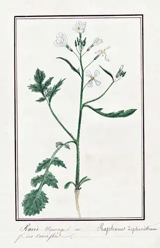 Radis sauvage = Raphanus Laphanistrum - Acker-Rettich wild radish / Botanik botany / Blume flower / Pflanze pl