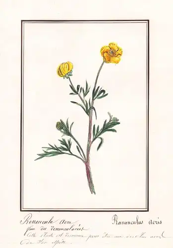 Renoncule acre / Ranonculus acris - Scharfe Hahnenfuß / Botanik botany / Blume flower / Pflanze plant