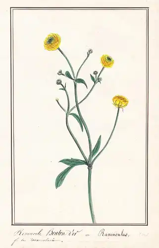 Renoncule bouton d'or (Blonde) / Ranunculus acris - Gold-Hahnenfuß goldilocks buttercup / Botanik botany / Blu