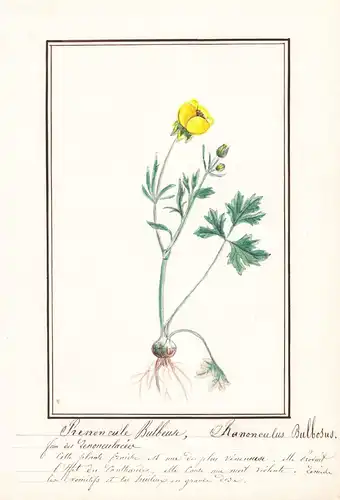 Renoncule bulbeuse / Ranunculus bulbosus - Hahnenfuß / Botanik botany / Blume flower / Pflanze plant