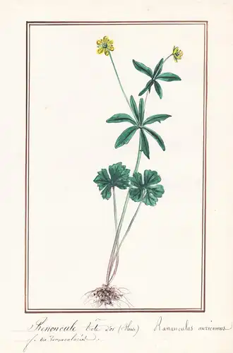 Renoncule tete d'or (Blonde) / Ranunculus auricomus - Gold-Hahnenfuß goldilocks buttercup / Botanik botany / B