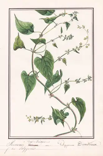 Renouée de Buisson / Polygonum Dumetorum - Hecken-Windenknöterich / Botanik botany / Blume flower / Pflanze pl
