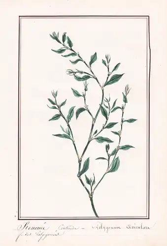 Renouée  centinode / Polygonum auriculare - Vogelknöterich knotgrass / Botanik botany / Blume flower / Pflanze