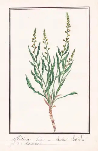 Reseda Gaude = Reseda Luteola - Botanik botany / Blume flower / Pflanze plant