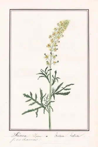 Reseda jaune = Reseda Lutea - Botanik botany / Blume flower / Pflanze plant
