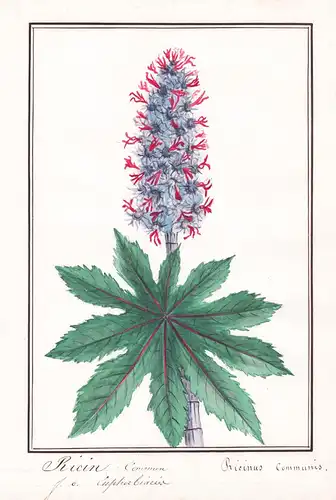 Ricin commun / Ricinus communis - Wunderbaum castor oil plant / Botanik botany / Blume flower / Pflanze plant