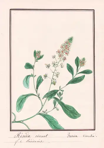 Reseda odorant = Reseda odorata - Botanik botany / Blume flower / Pflanze plant