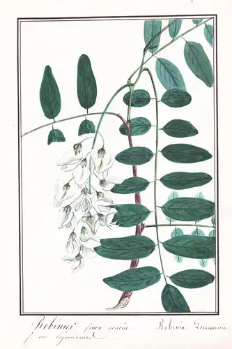 Robinier faux acacia / Robinia pseudoacacia - black locust Robinie / Botanik botany / Blume flower / Pflanze p