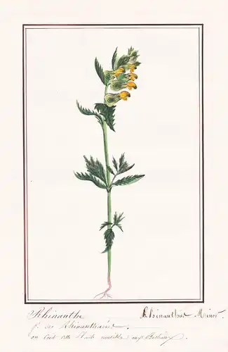 Rhinanthe / Rhinanthus Minor - Botanik botany / Blume flower / Pflanze plant