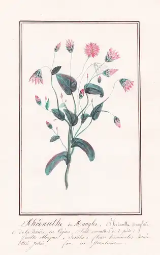 Rhodanthe de Mangles / Rhodantha Manglesii - Australia Australien / Botanik botany / Blume flower / Pflanze pl