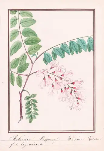 Robinier Visqueux / Robinia viscosa - Robinie / Botanik botany / Blume flower / Pflanze plant