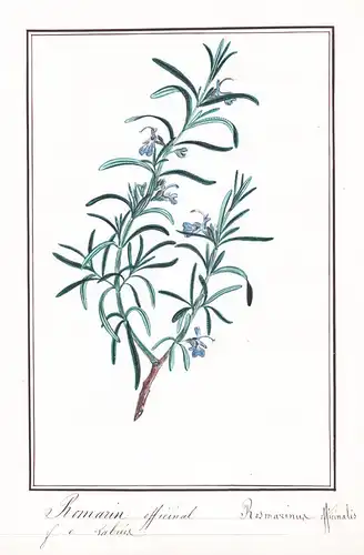 Romarin officinal / Rosmarinus officinalis - Rosmarin / herbs Kräuter / Botanik botany / Blume flower / Pflanz