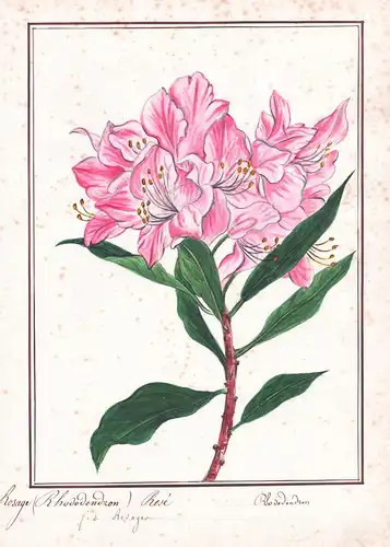 Rosage Rhododendron Rosé = Rhododendron - Botanik botany / Blume flower / Pflanze plant