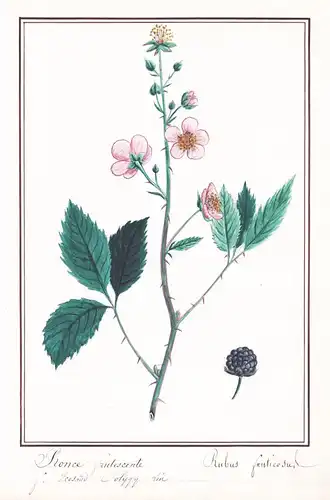 Ronce frutescente / Rubus fruticosus - Wilde Brombeere / Botanik botany / Blume flower / Pflanze plant