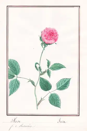 Rose / Rosa - Rose roses Rosen / Botanik botany / Blume flower / Pflanze plant