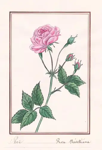 Rose / Rosa noisettiana - Noisette-Rose roses Rosen / Botanik botany / Blume flower / Pflanze plant