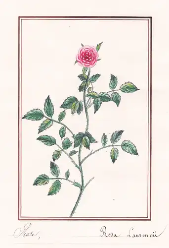 Rose / Rosa Laurencii - Rose roses Rosen / Botanik botany / Blume flower / Pflanze plant
