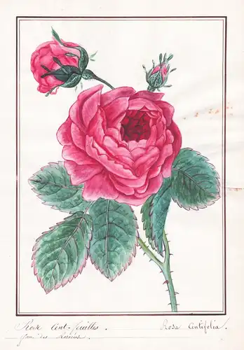 Rose cent-feuilles / Rosa centifolia - Rose roses Rosen / Botanik botany / Blume flower / Pflanze plant
