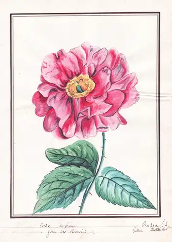 Rose de France / Rosea L. Gallica - Rose roses Rosen / Botanik botany / Blume flower / Pflanze plant
